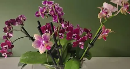 Cómo Fertilizar Orquídeas En Cultivo Acuático