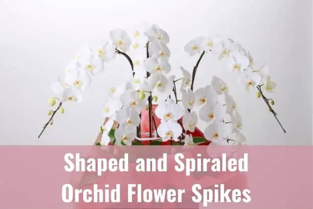 Cómo crear espigas de flores de orquídeas en forma y en espiral