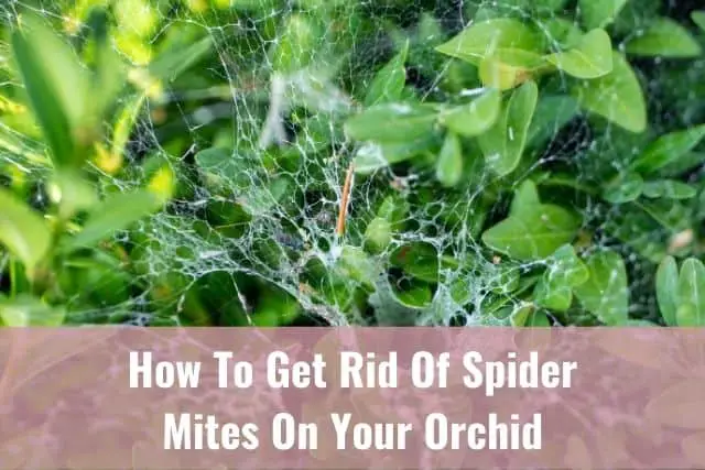 Cómo deshacerse de los ácaros araña en su orquídea