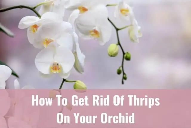 Cómo deshacerse de los trips en su orquídea