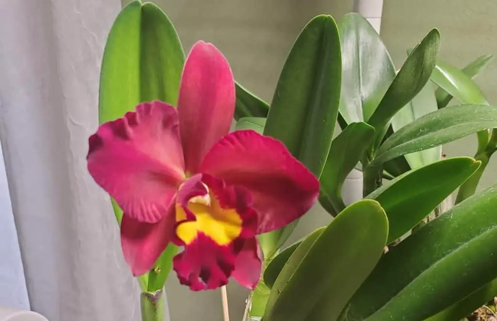 Cómo dividir las orquídeas Cattleya: 5 pasos para el éxito