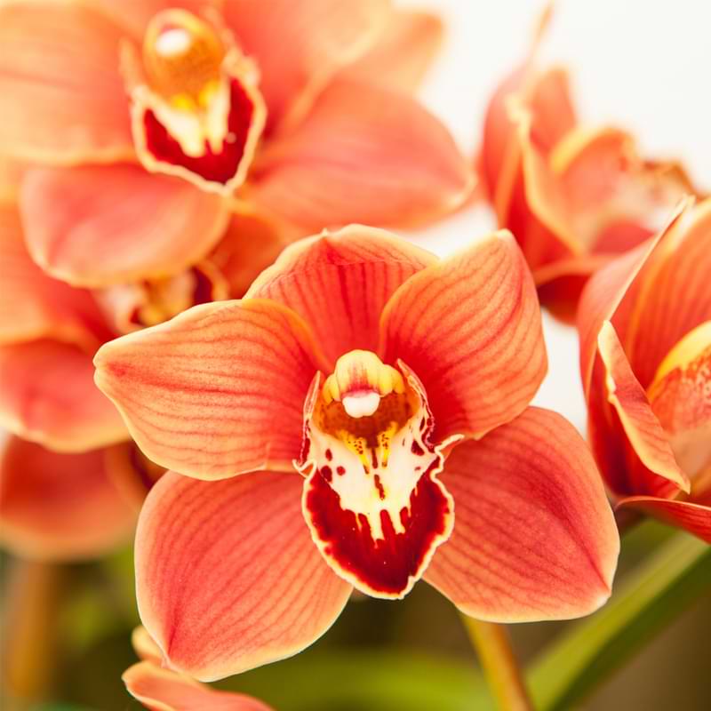 Cómo hacer que las orquídeas vuelvan a florecer | Una guía paso a paso