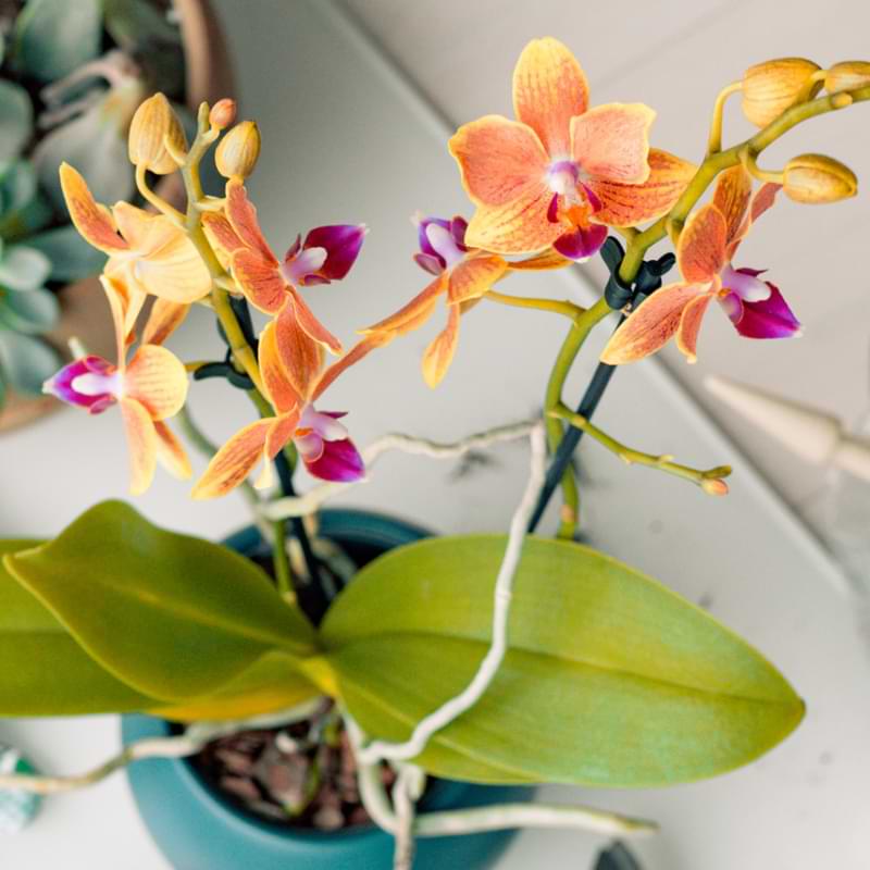 Cómo trasplantar una orquídea con raíces aéreas
