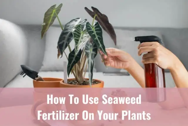 Cómo usar fertilizante de algas marinas o algas marinas en sus plantas