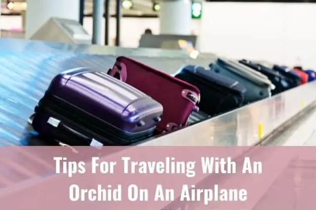 Consejos para viajar con una orquídea en un avión