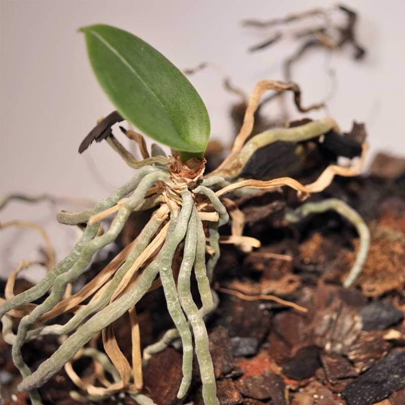 Corteza de pino contra corteza de abeto para orquídeas | Diferencias clave y lo que funciona mejor