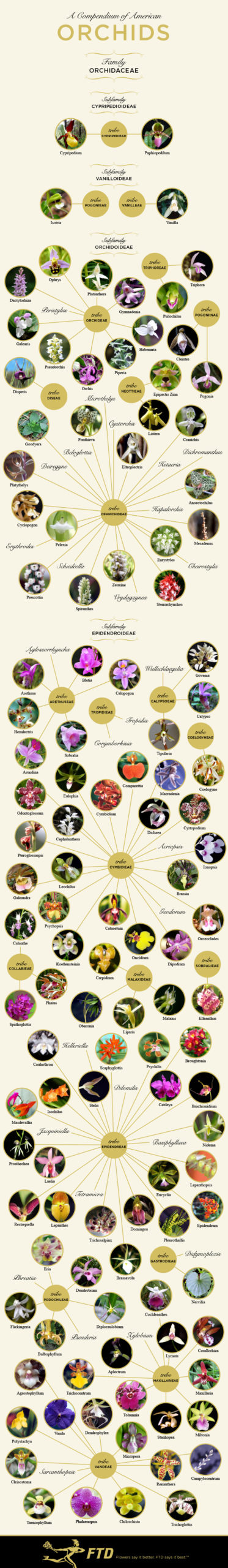 Cuadro de identificación de orquídeas por tipo de orquídea