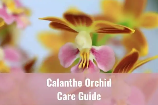 Cuidado de la orquídea Calanthe: todo lo que necesita saber