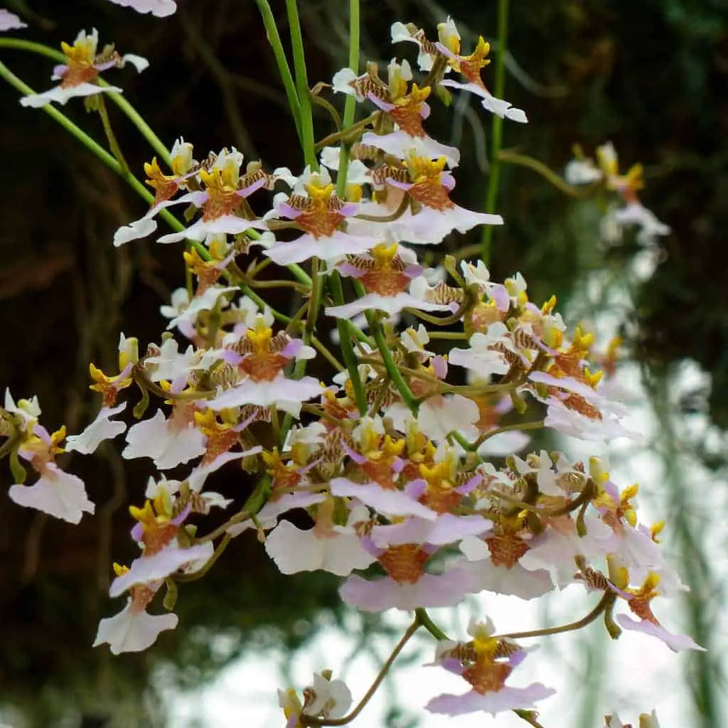 Cultivo de orquídeas Tolumnia Equitant Oncidium