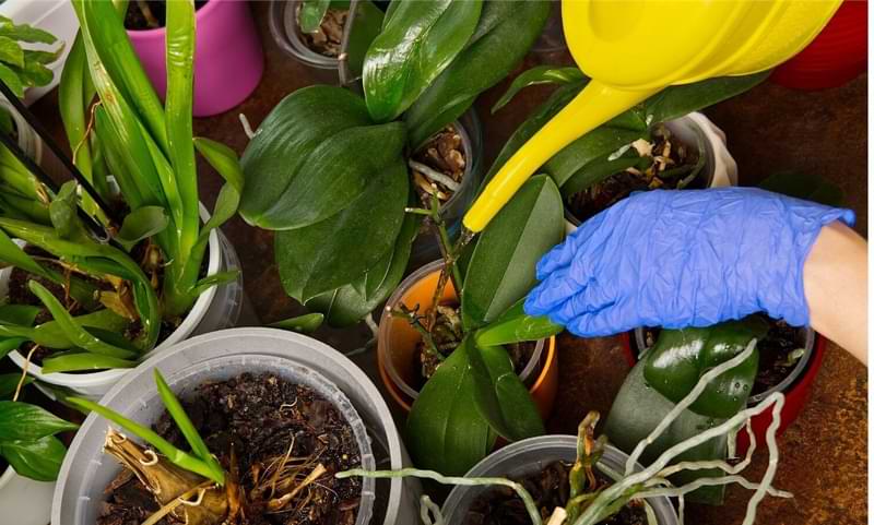Cure las hojas de las orquídeas que se vuelven amarillas | 10 causas comunes