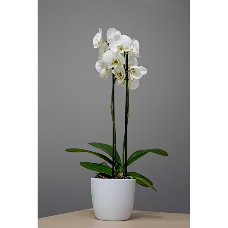 Estacas para orquídeas: cuándo y cómo replantear una orquídea