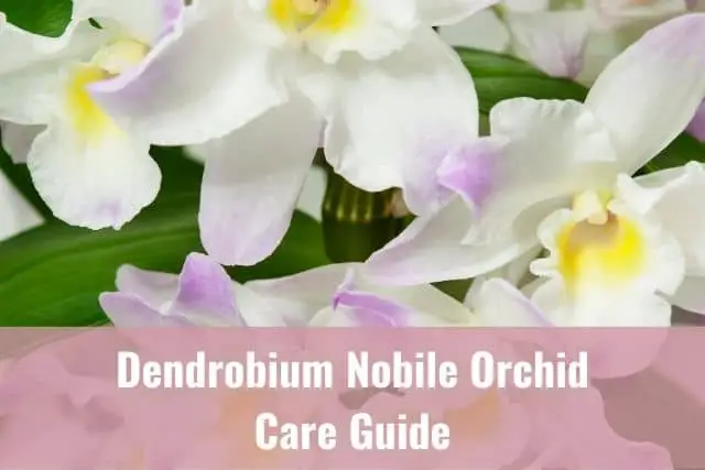 Guía de cuidado de orquídeas Dendrobium Nobile: todo lo que necesita saber