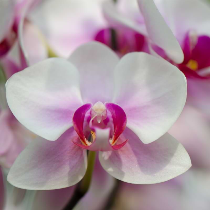 Guía de cultivo y cuidado de orquídeas Oncidium