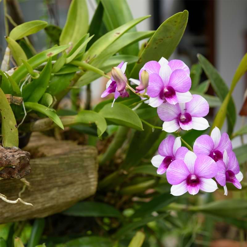 Guía de cultivo y cuidado de orquídeas al aire libre