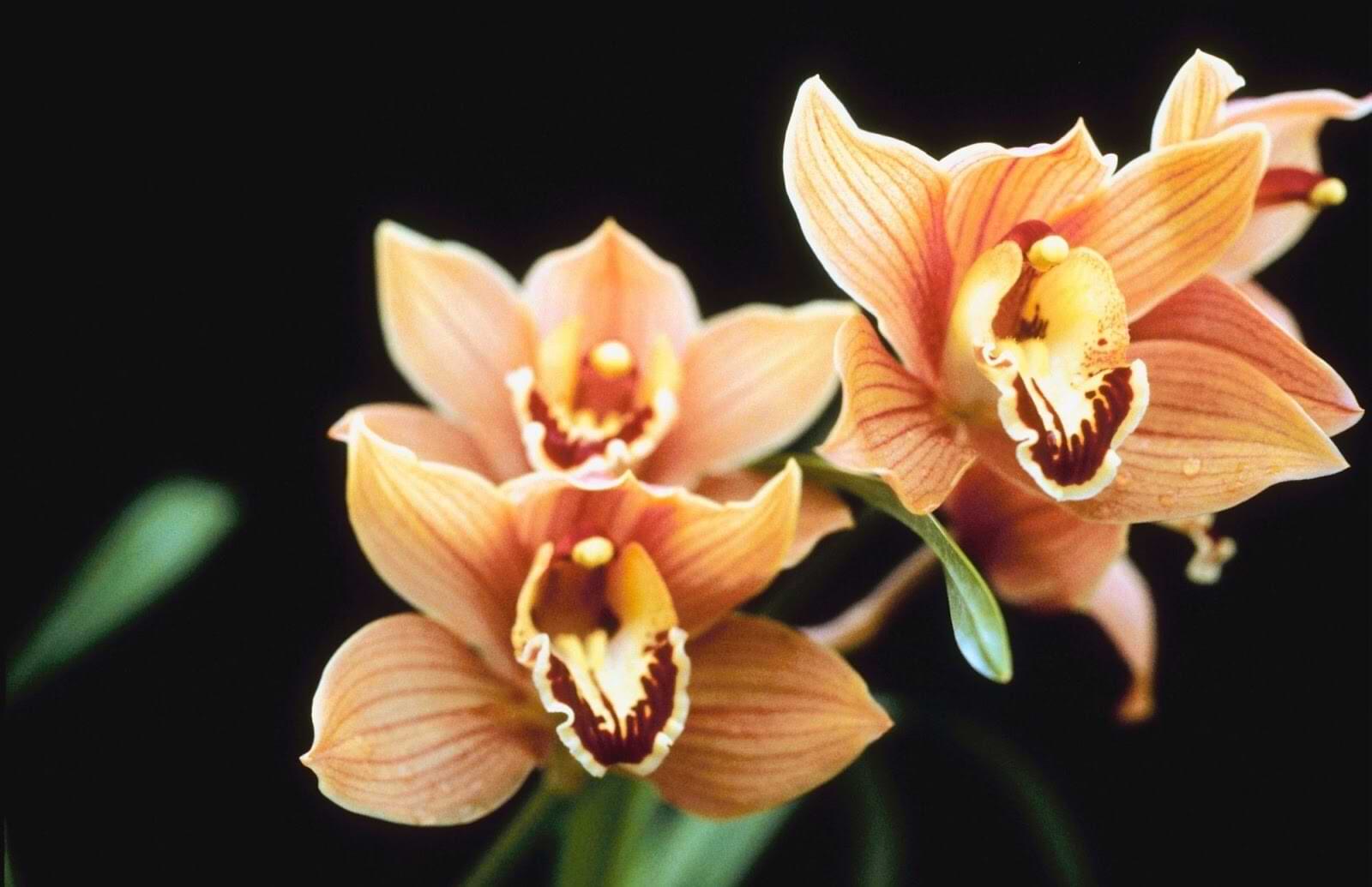 La guía definitiva para las orquídeas y el cuidado de las orquídeas