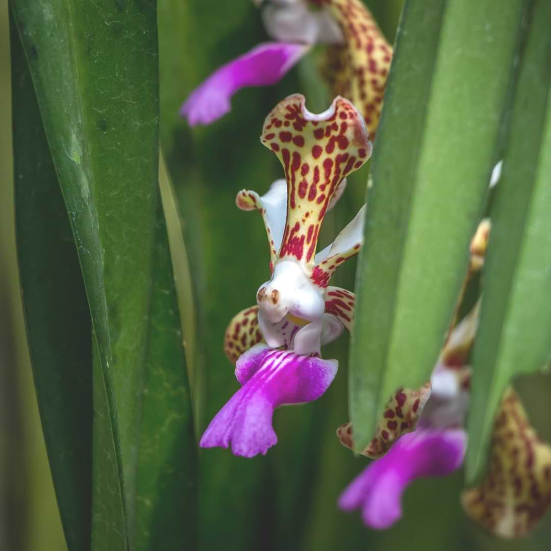 curar las manchas blancas en las hojas de las orquídeas | hongos y moho