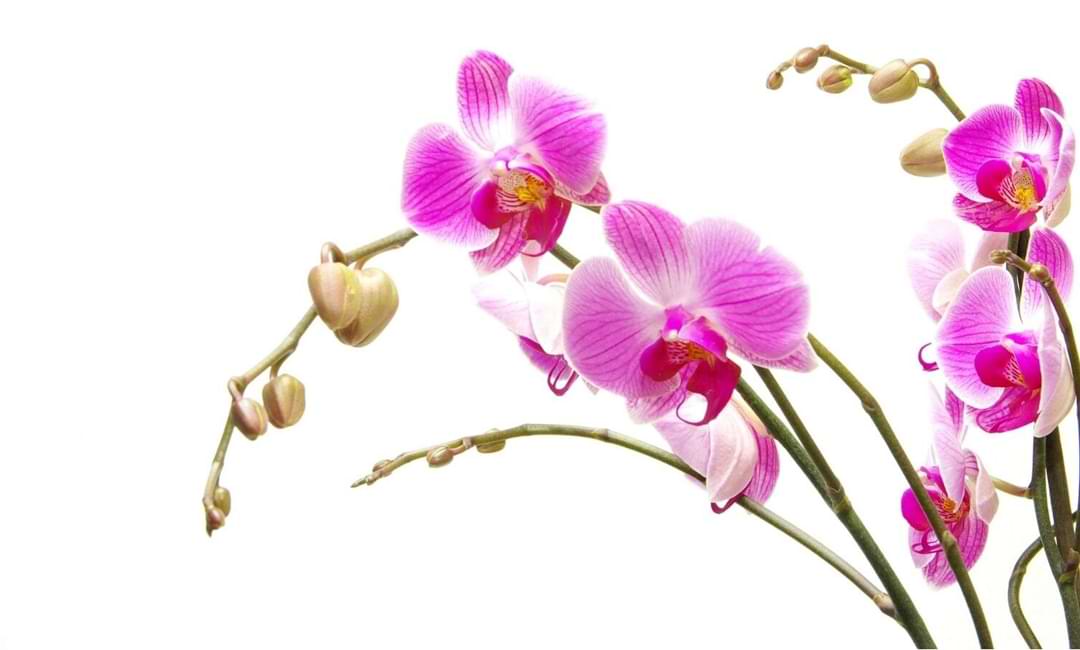 ¿Cuánto duran las orquídeas? | Vive para florecer