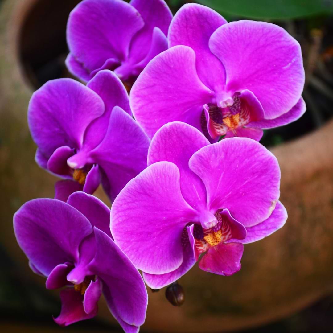 ¿Cuánto tiempo viven las orquídeas?