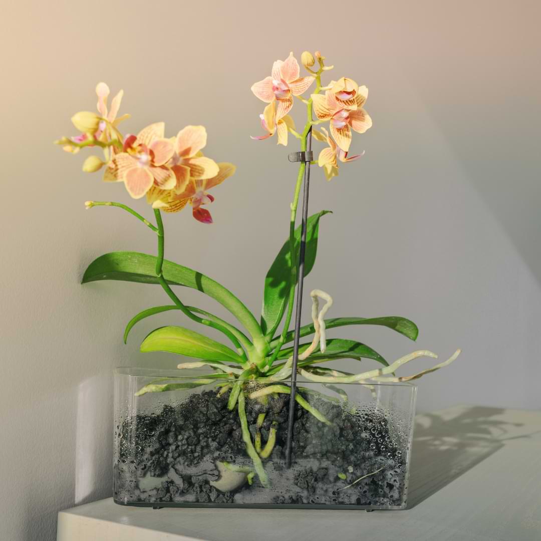 Cómo trasplantar una orquídea con raíces aéreas