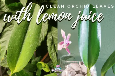 Las 7 mejores formas de limpiar las hojas de las orquídeas que realmente funcionan