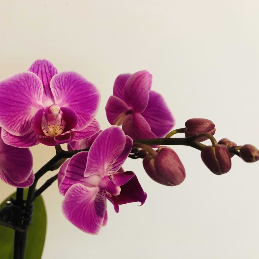 6 etapas en el ciclo de vida de una orquídea