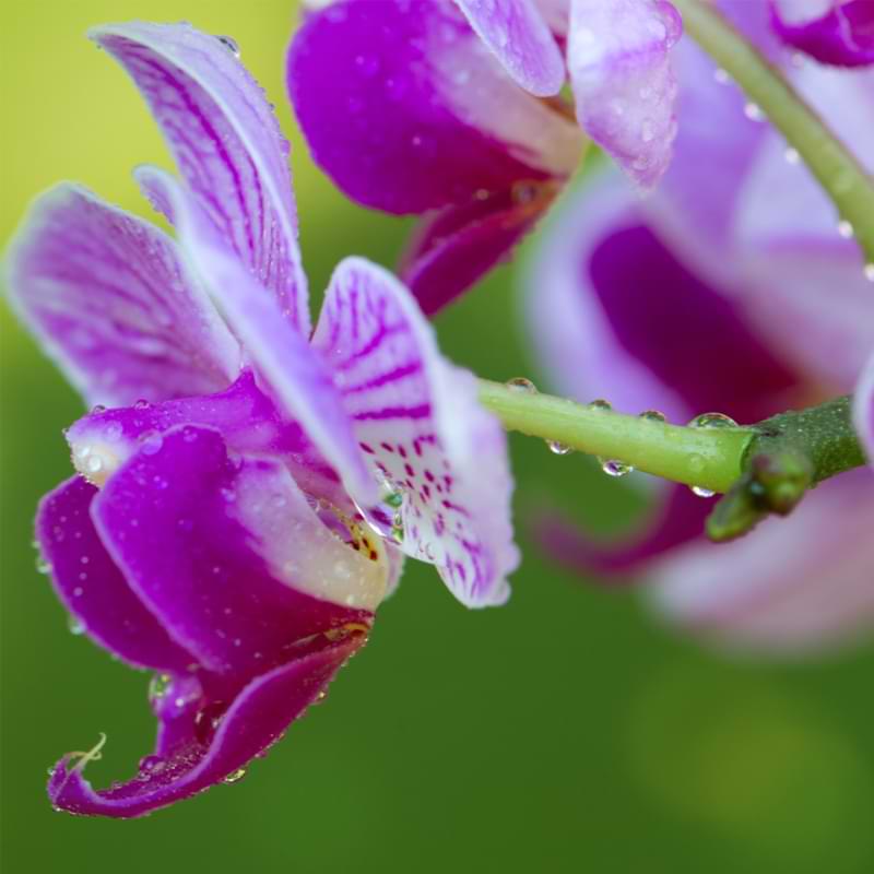 Los pros y los contras de regar las orquídeas con cubitos de hielo