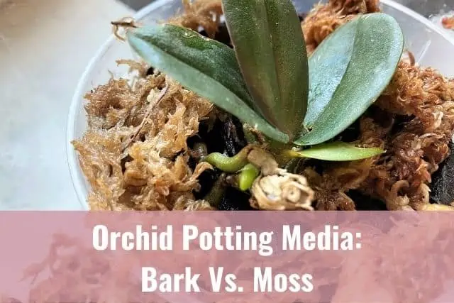 Medios para macetas de orquídeas: corteza vs. Musgo