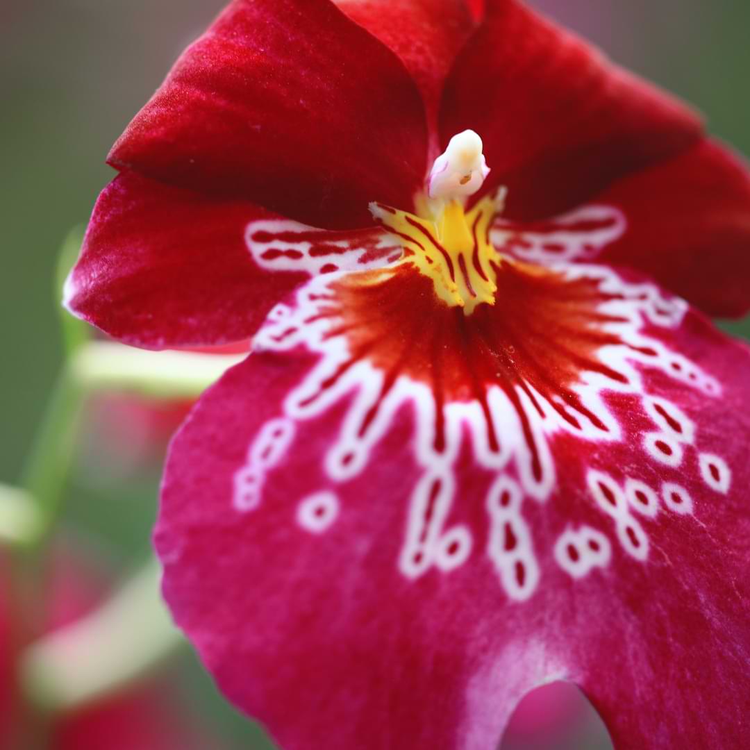 Cuidado de las orquídeas Miltonia | Guía de cultivo de orquídeas pensamiento