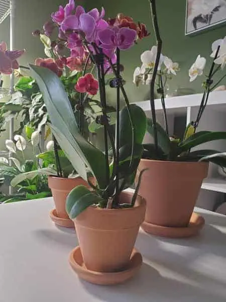 Montaje de orquídeas en macetas de arcilla: guía completa e instrucciones