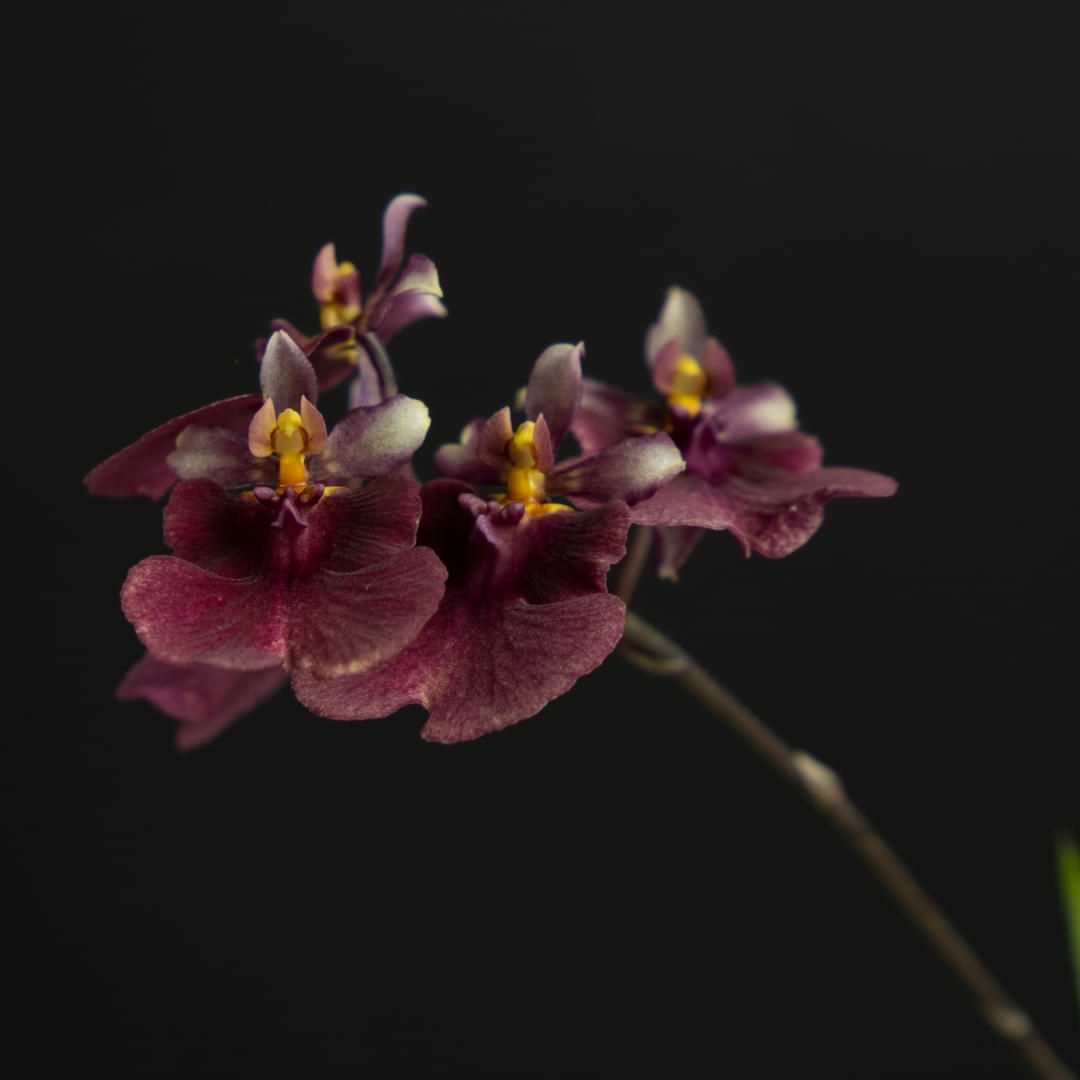 Guía de cultivo y cuidado de orquídeas Oncidium