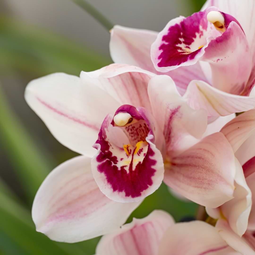 13 razones por las que las hojas de las orquídeas se vuelven marrones