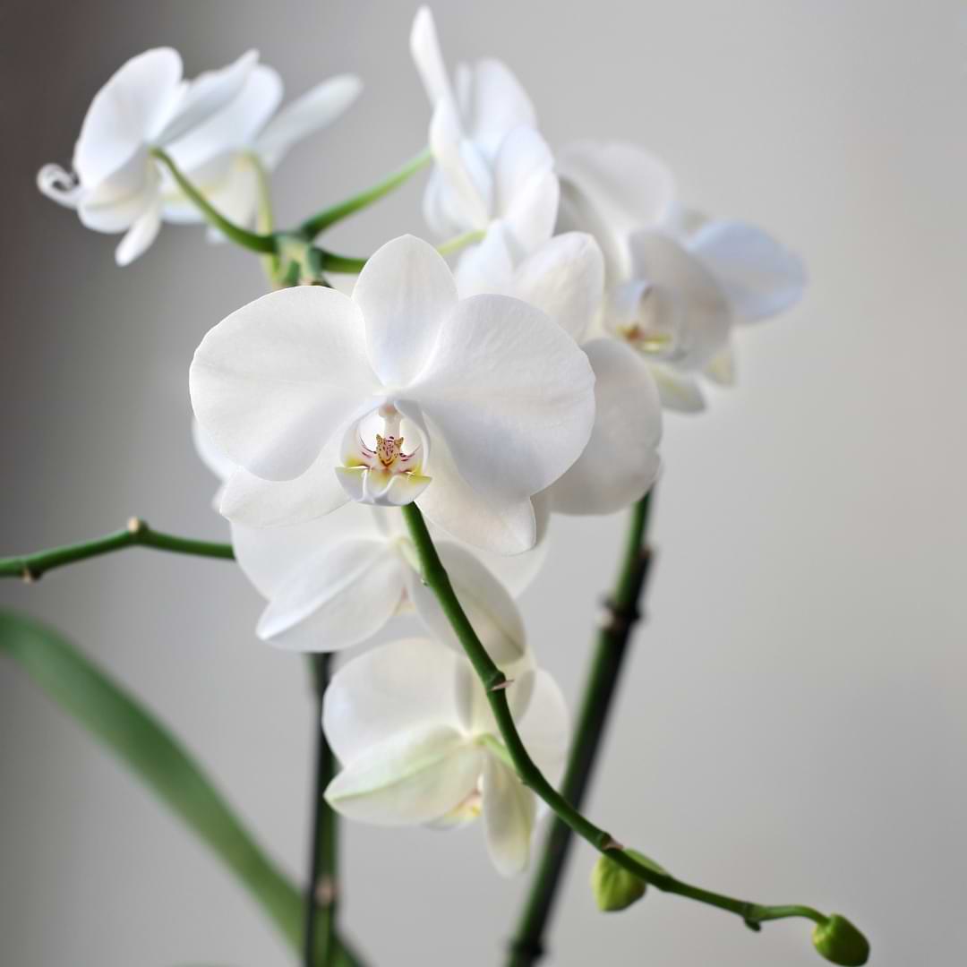 Quemaduras de sol de orquídeas: síntomas, tratamiento y prevención