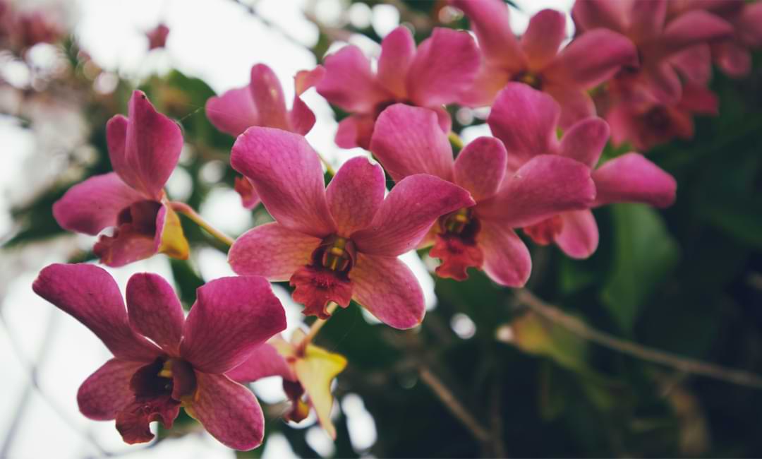 ¿Con qué frecuencia debe fertilizar una orquídea? Respuestas a sus preguntas comunes sobre alimentos para orquídeas