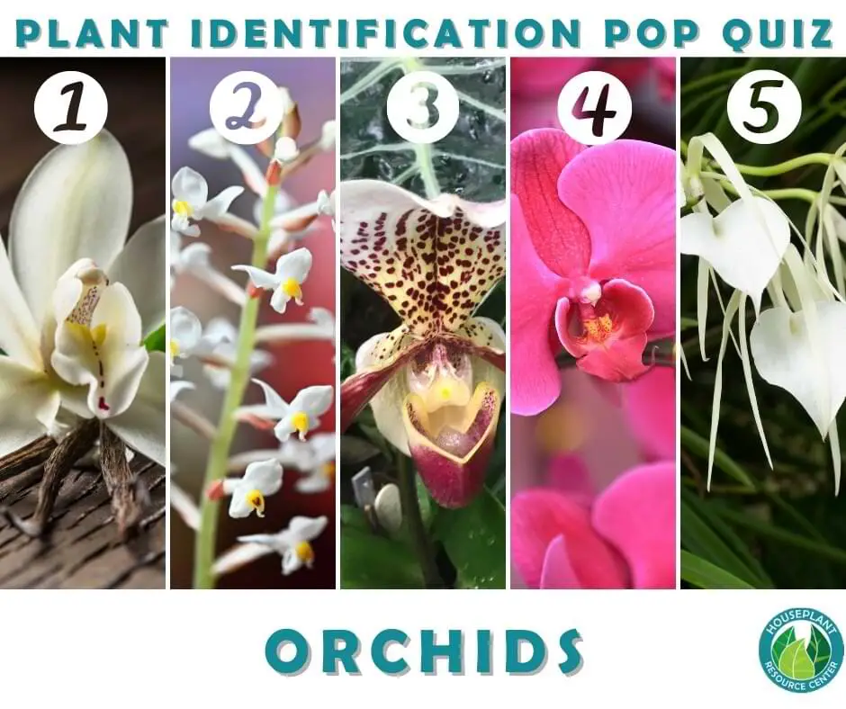 Cuestionario de identificación de orquídeas