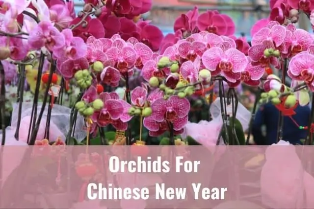 orquídeas para el año nuevo lunar