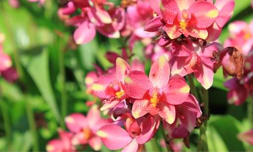 Orquídeas terrestres: tu guía completa de cultivo