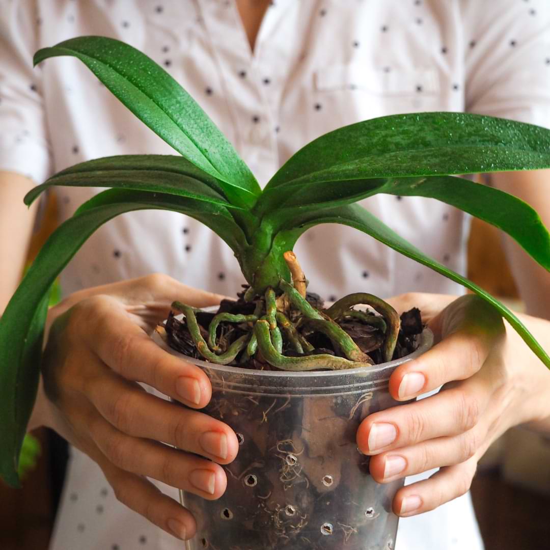 Hojas de orquídeas con exceso de agua | Síntomas y cómo solucionar