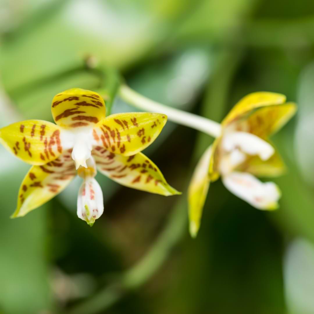 Phalaenopsis Amboinensis Cuidado de plantas | Mes Orquídea de Sulawesi
