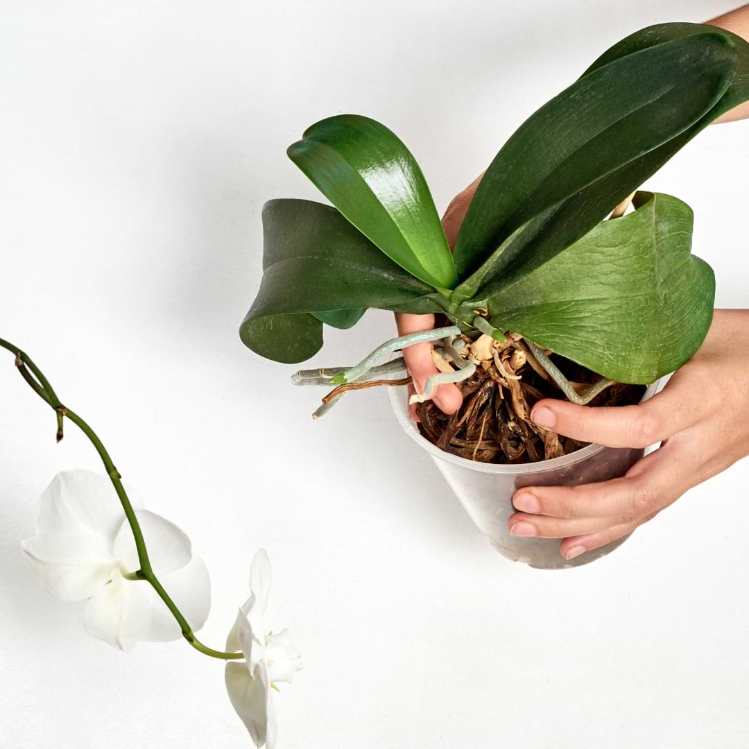 Cómo trasplantar orquídeas Phalaenopsis