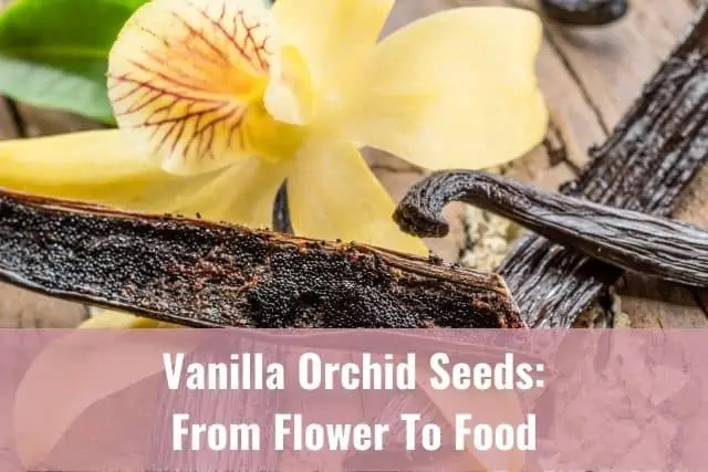 Semillas de vainilla: de flor a alimento