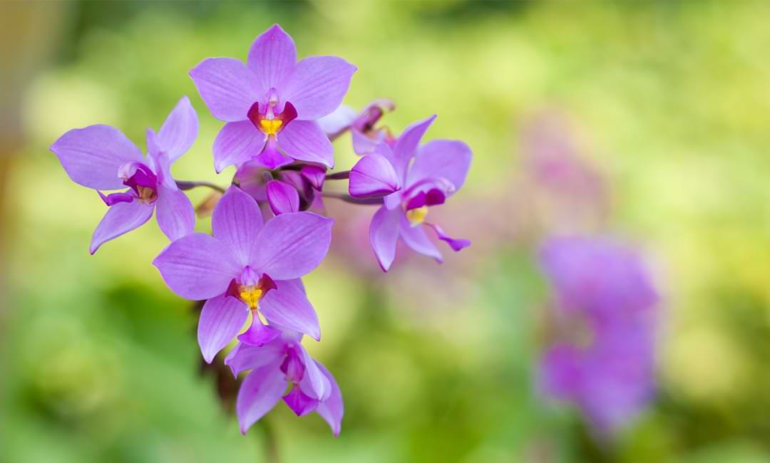 Orquídeas terrestres: tu guía completa de cultivo