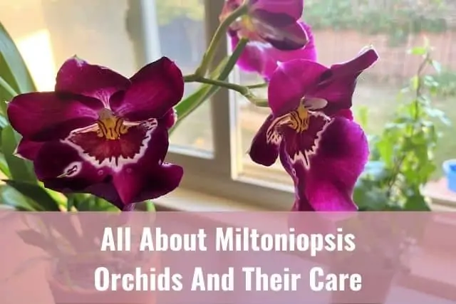 Todo sobre las orquídeas Miltoniopsis "Pansy" y su cuidado