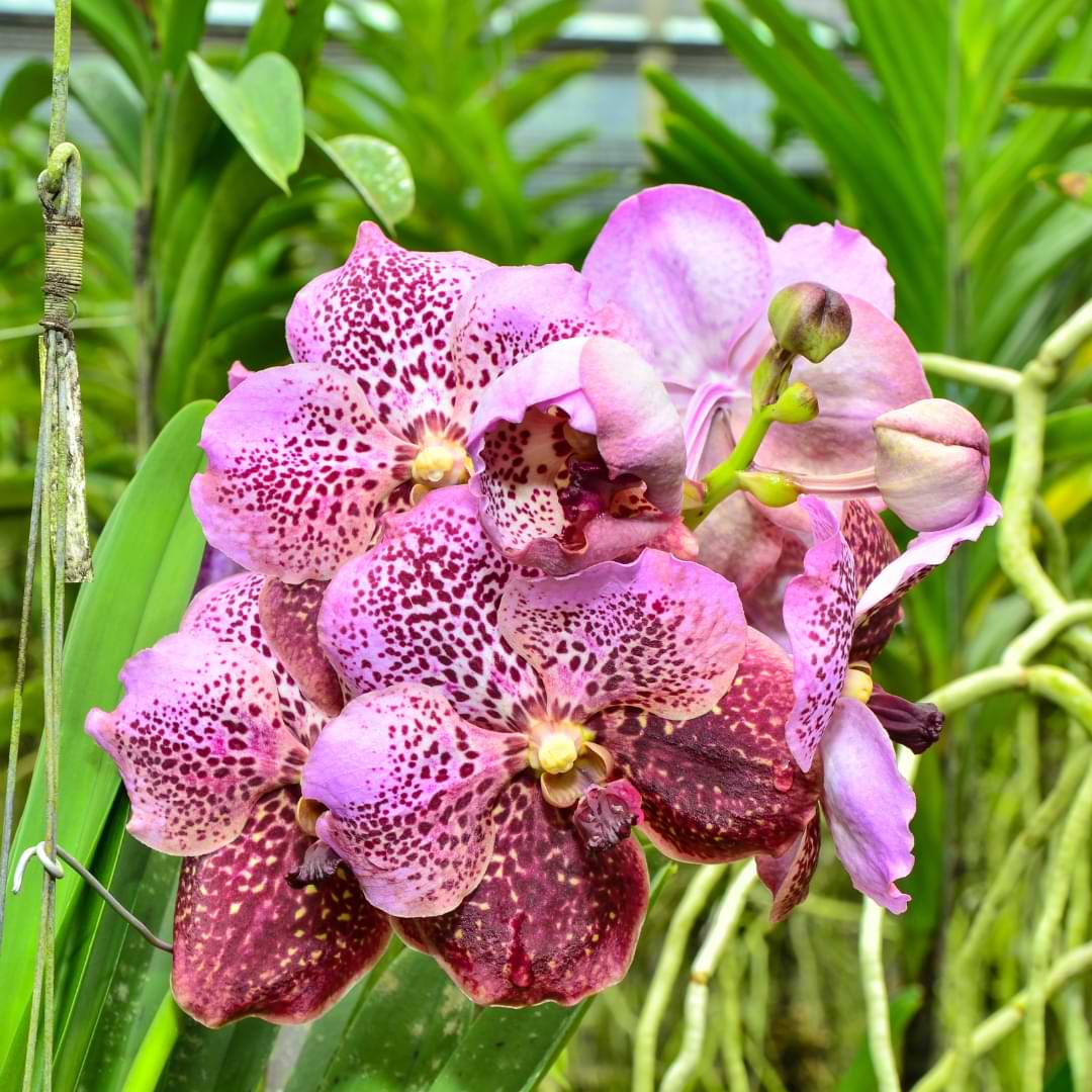 Guía de cultivo y cuidado de las orquídeas Vanda