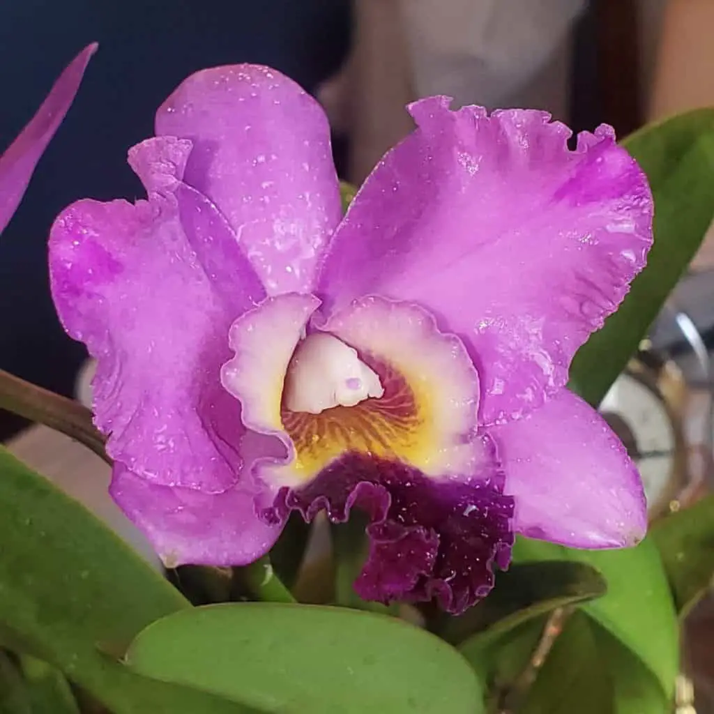 ¿Qué es un Tapón Orquídea?