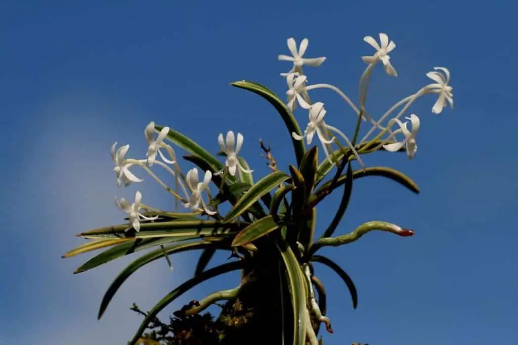 Raíces de orquídeas rosadas y moradas: 7 posibles razones