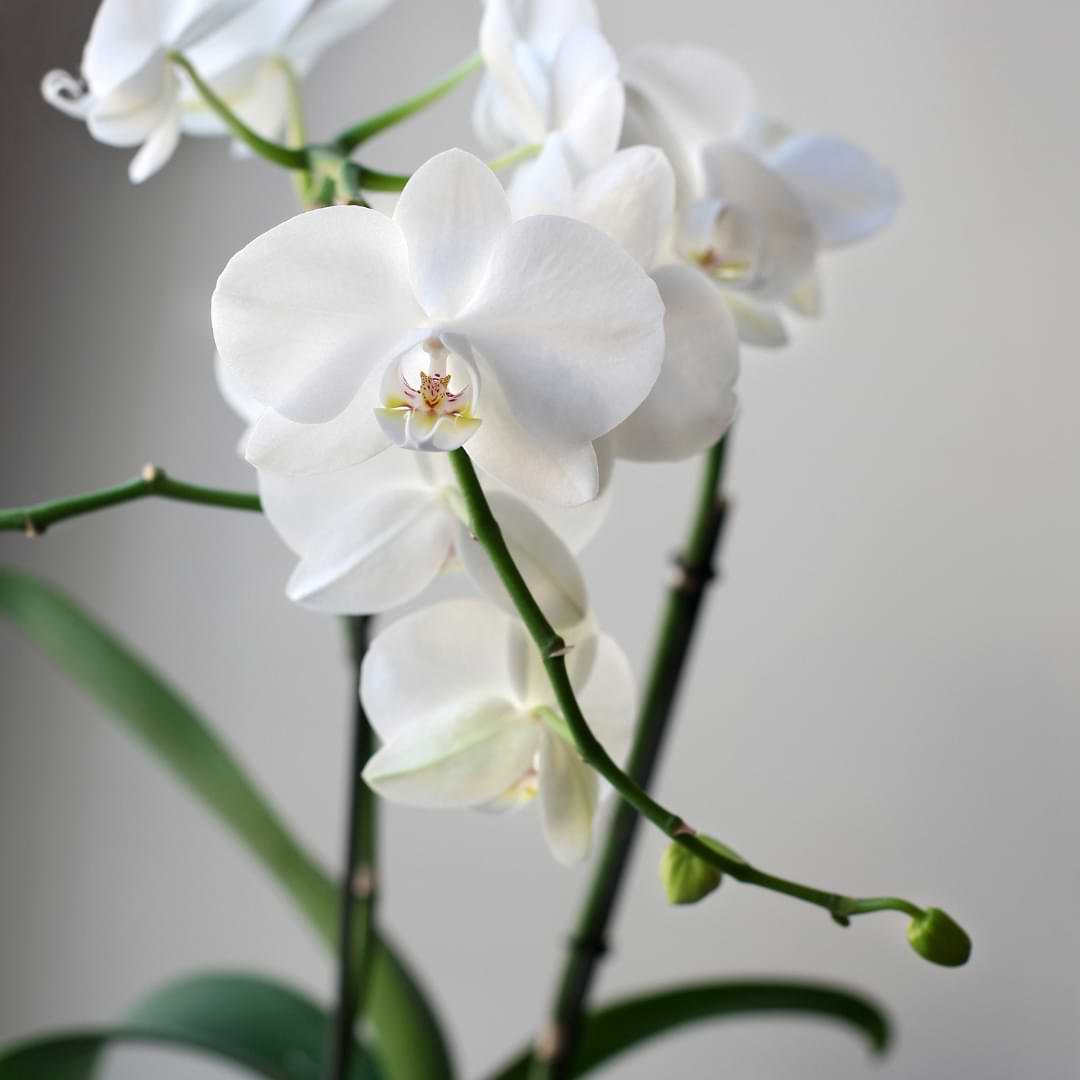 Cómo hacer que las orquídeas vuelvan a florecer | Una guía paso a paso