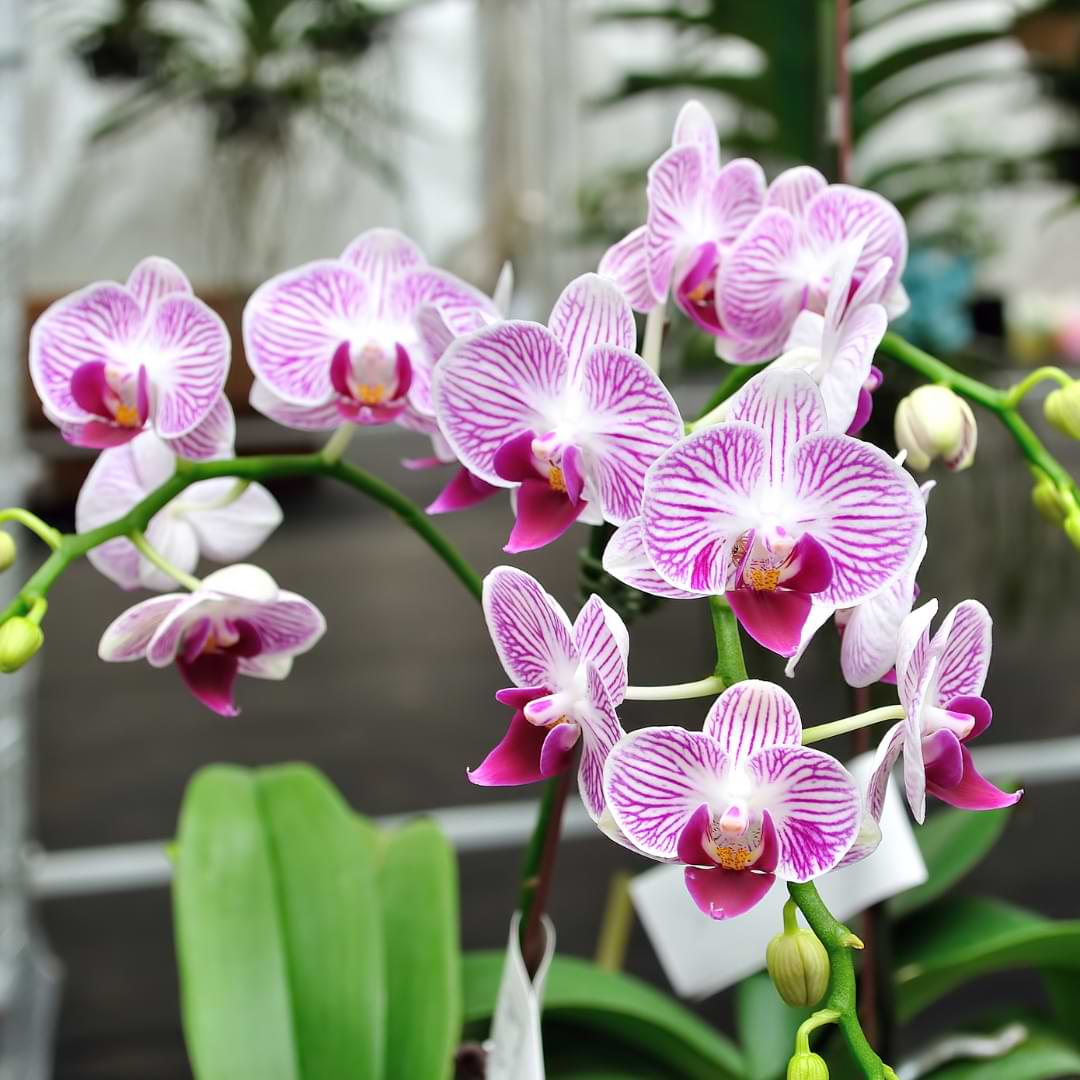 Guía de cultivo y cuidado de orquídeas al aire libre