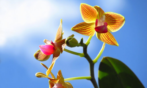 ¿Cuánta luz necesitan las orquídeas? Respuestas a sus 7 preguntas principales sobre iluminación.