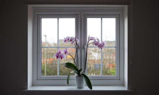 5 formas inesperadas en las que estás matando accidentalmente a tu orquídea