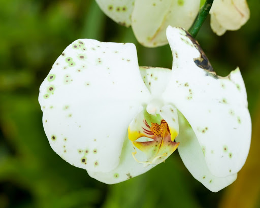 5 problemas comunes de las orquídeas: qué los causa y cómo proteger su planta